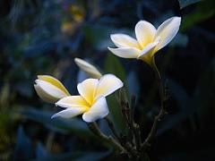 236534819_197f5c587a_m