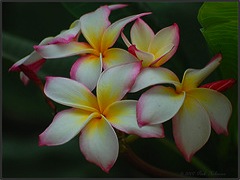 1464304243_6f3c58ce3b_m